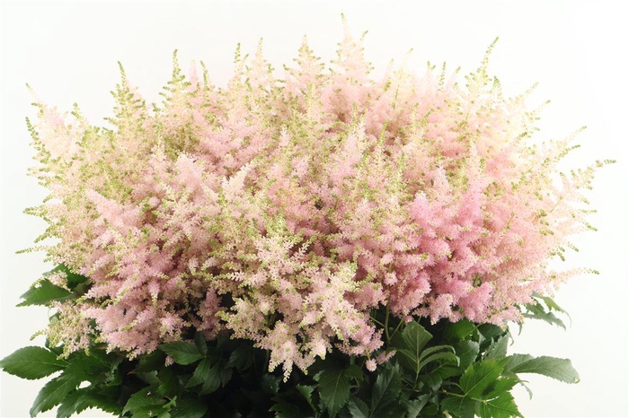 <h4>Astilbe Europa 70cm</h4>