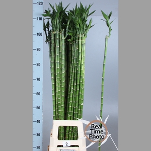 DRAC LUCKY BAMBOO