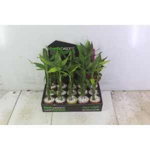 DRACENA LUCKY BAMBOO P06