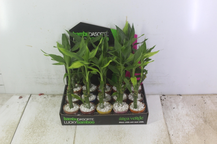 <h4>DRACENA LUCKY BAMBOO P06</h4>