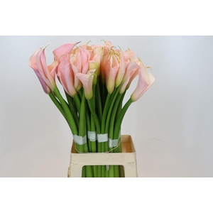 Zantedeschia Eydolls Salmon