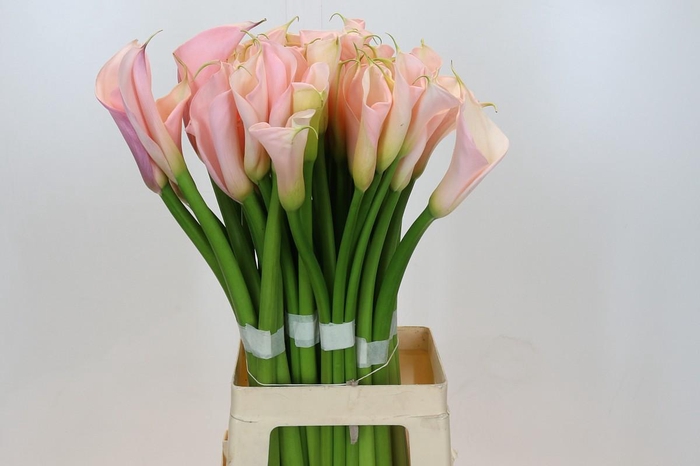 <h4>Zantedeschia Eydolls Salmon</h4>