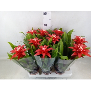 Guzmania  'Confetti'