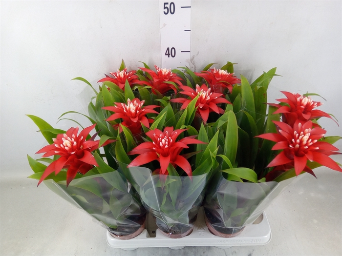 <h4>Guzmania  'Confetti'</h4>