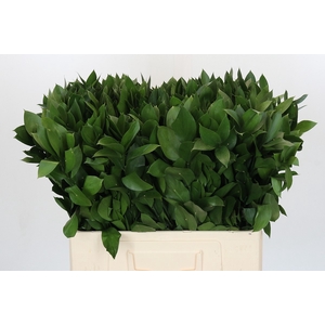 RUSCUS HYPOPHYLLUM
