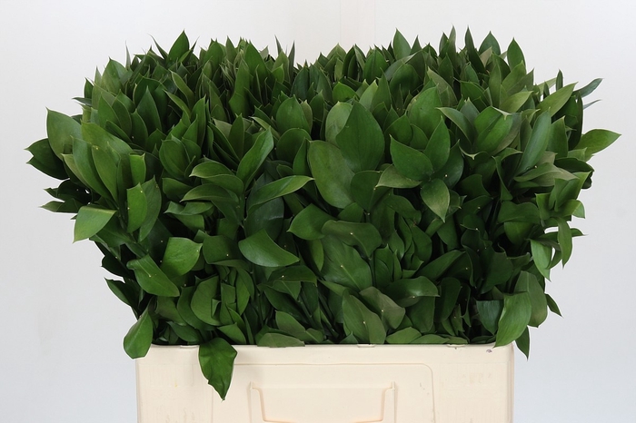 <h4>RUSCUS HYPOPHYLLUM</h4>