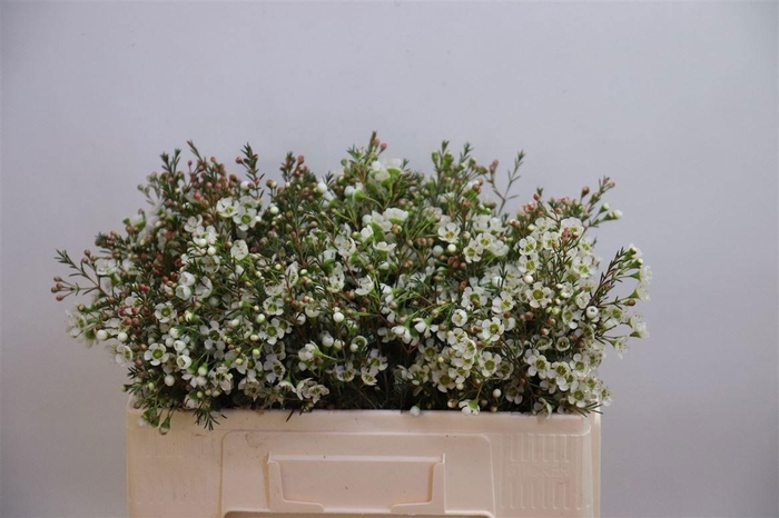 <h4>Chame Me Sirius</h4>