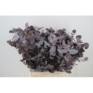 Euca Cinerea Short Red Abs 150gr P Bunch