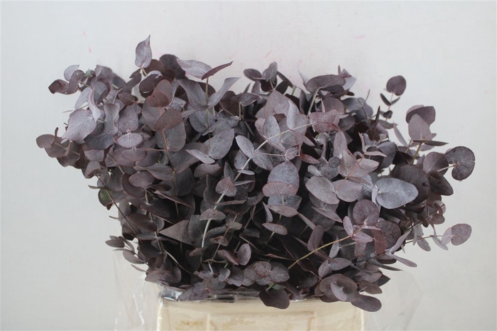 <h4>Euca Cinerea Short Red Abs 150gr P Bunch</h4>