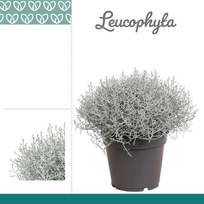<h4>LEUCOPH BROWNII</h4>