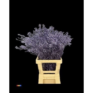 Waxflower Metallic Purple