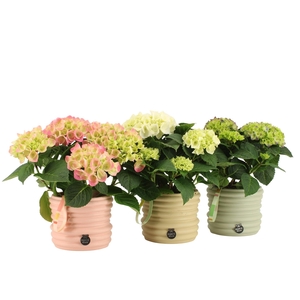 21957: Contradiction arrangement