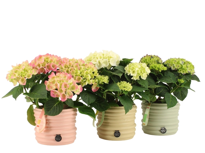 <h4>21957: Contradiction arrangement</h4>