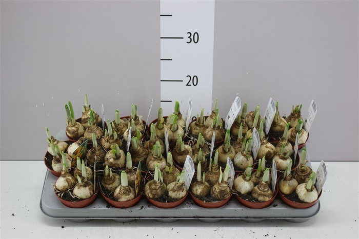 <h4>Narcis Jetfire</h4>