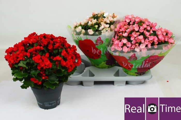 <h4>BEG EN BETULIA GEM</h4>