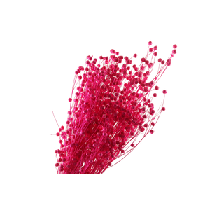 Lino Vlas Cerise