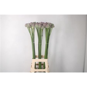 Allium Ampeloprasum