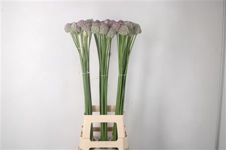 <h4>Allium Ampeloprasum</h4>