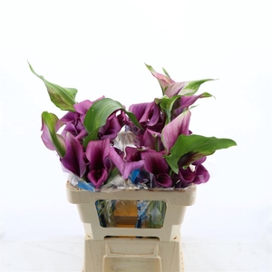 Calla Durban | Dubbelbloemig