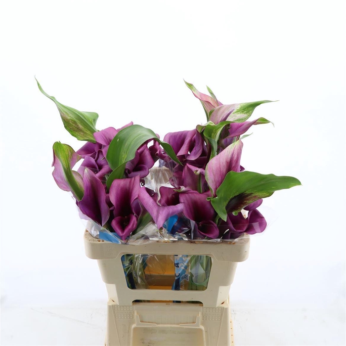 <h4>Calla Durban | Dubbelbloemig</h4>