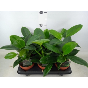 Philodendron  'Green Princess'