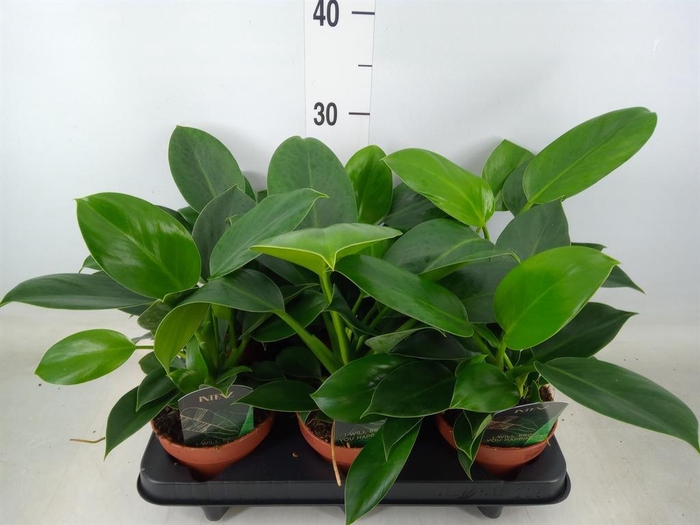 <h4>Philodendron  'Green Princess'</h4>