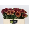 Dahlia Creme de Cognac