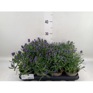 Lavandula angus.