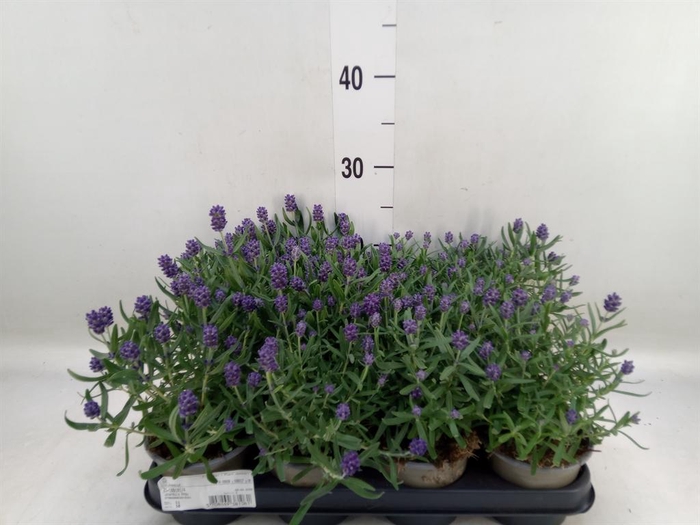 <h4>Lavandula angus.</h4>