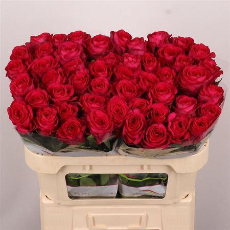 <h4>R Gr Madam Cerise</h4>