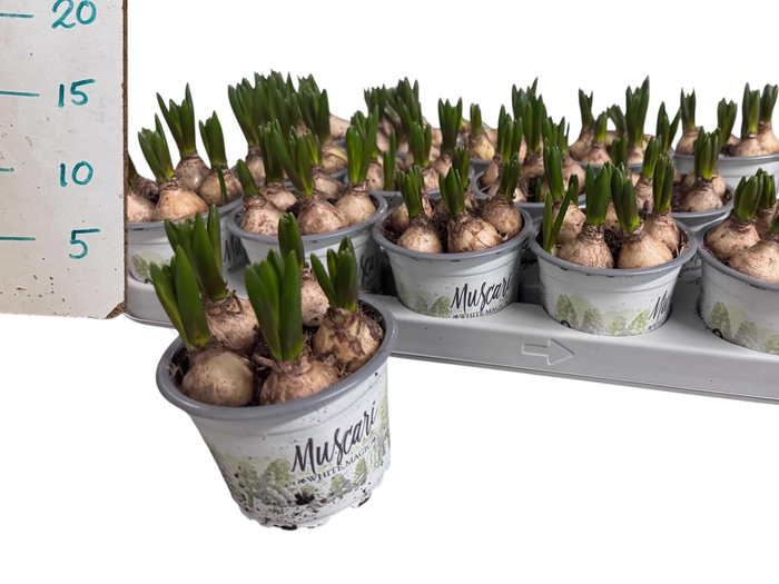 <h4>MUSCAR WHITE MAGIC</h4>