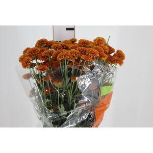 CRISANTEMO GARFIELD 080 CM