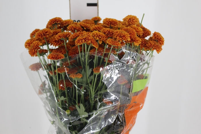 <h4>CRISANTEMO GARFIELD 080 CM</h4>