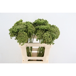 AMMI VIS GREEN MIST