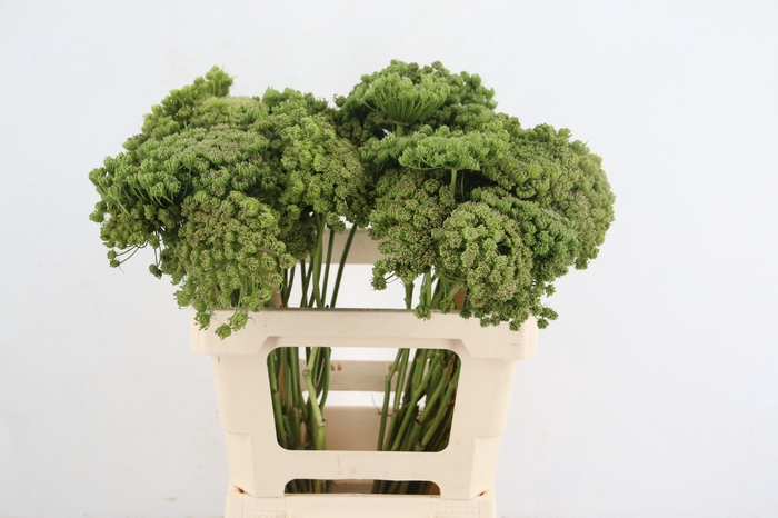 <h4>AMMI VIS GREEN MIST</h4>