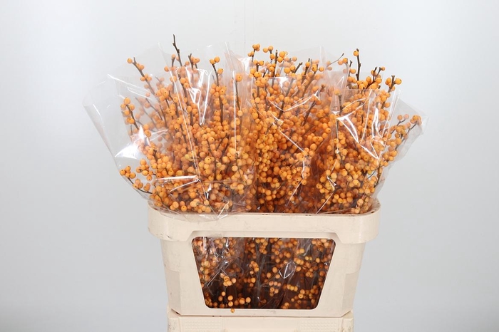 <h4>Ilex Golden Verboom</h4>