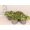 Perkplanten 19 cm Calibrachoa Divers