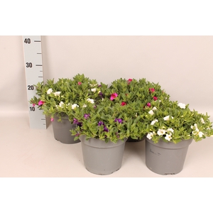 Perkplanten 19 cm Calibrachoa Divers