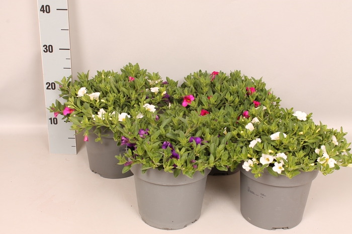 Perkplanten 19 cm Calibrachoa Divers