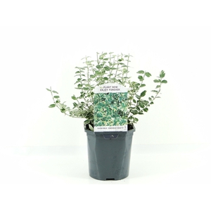 Euonymus fort. Emerald Gaiety