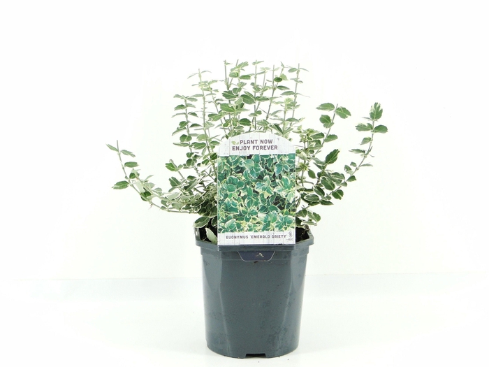 <h4>Euonymus fort. Emerald Gaiety</h4>