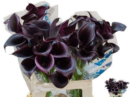 <h4>Zant Odessa</h4>