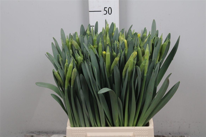 <h4>Narc T Dutch Master</h4>