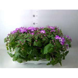 Pericallis cr. 'Senetti Magenta Bi'