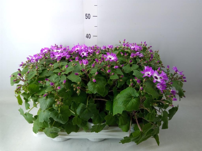 <h4>Pericallis cr. 'Senetti Magenta Bi'</h4>