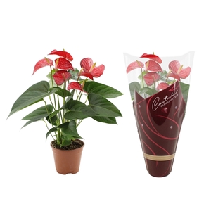 Anthurium Red Bull in Couture Diamond sleeve