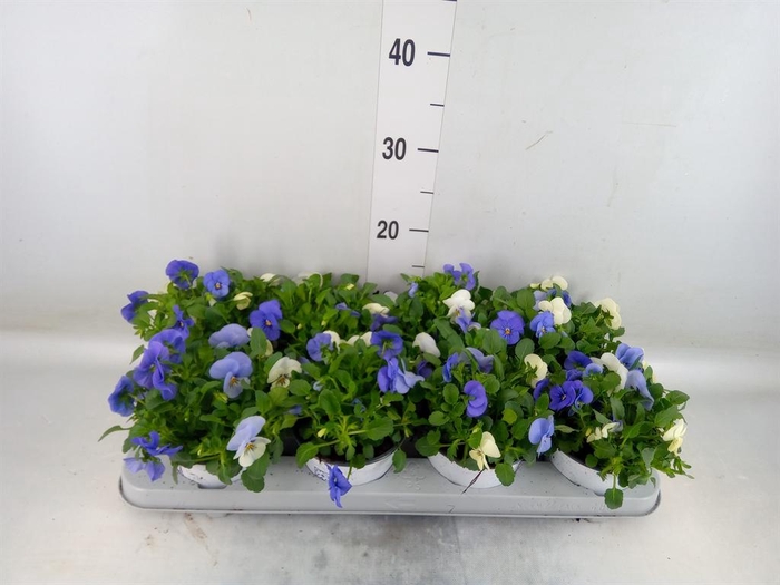 <h4>Viola ...tricolor</h4>