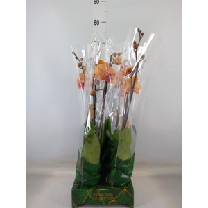 Phalaenopsis   ...orange