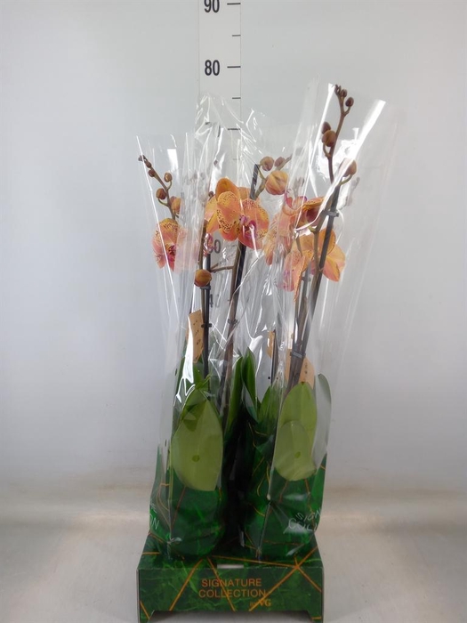 <h4>Phalaenopsis   ...orange</h4>