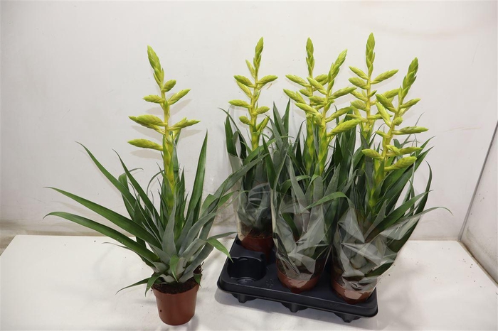 <h4>Till Oerstediana</h4>